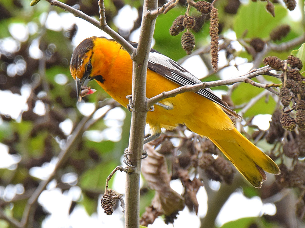 Oriole3.jpg