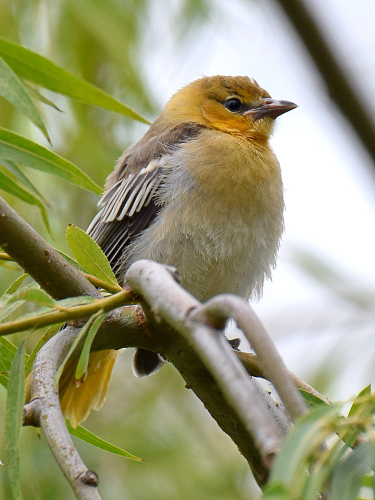 Oriole3.jpg