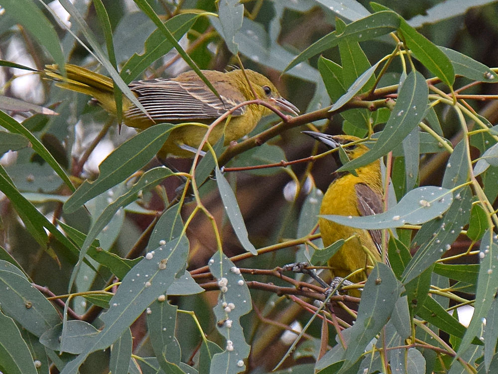 Oriole3.jpg