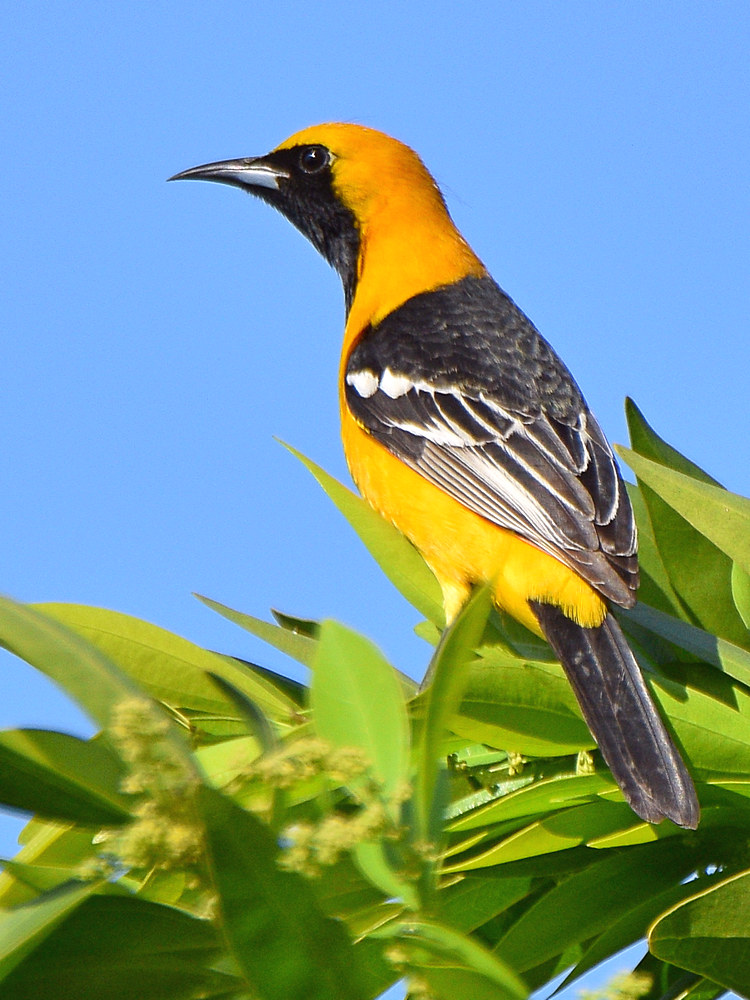 Oriole3.jpg