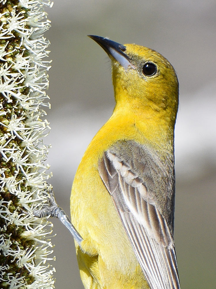 Oriole3.jpg