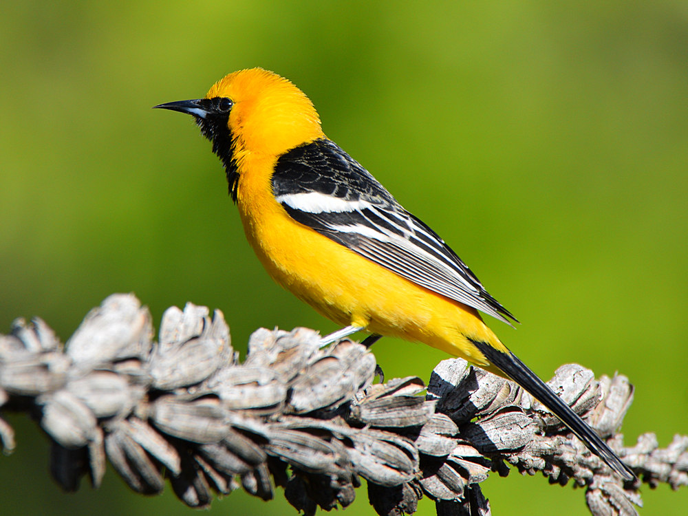 Oriole3.jpg