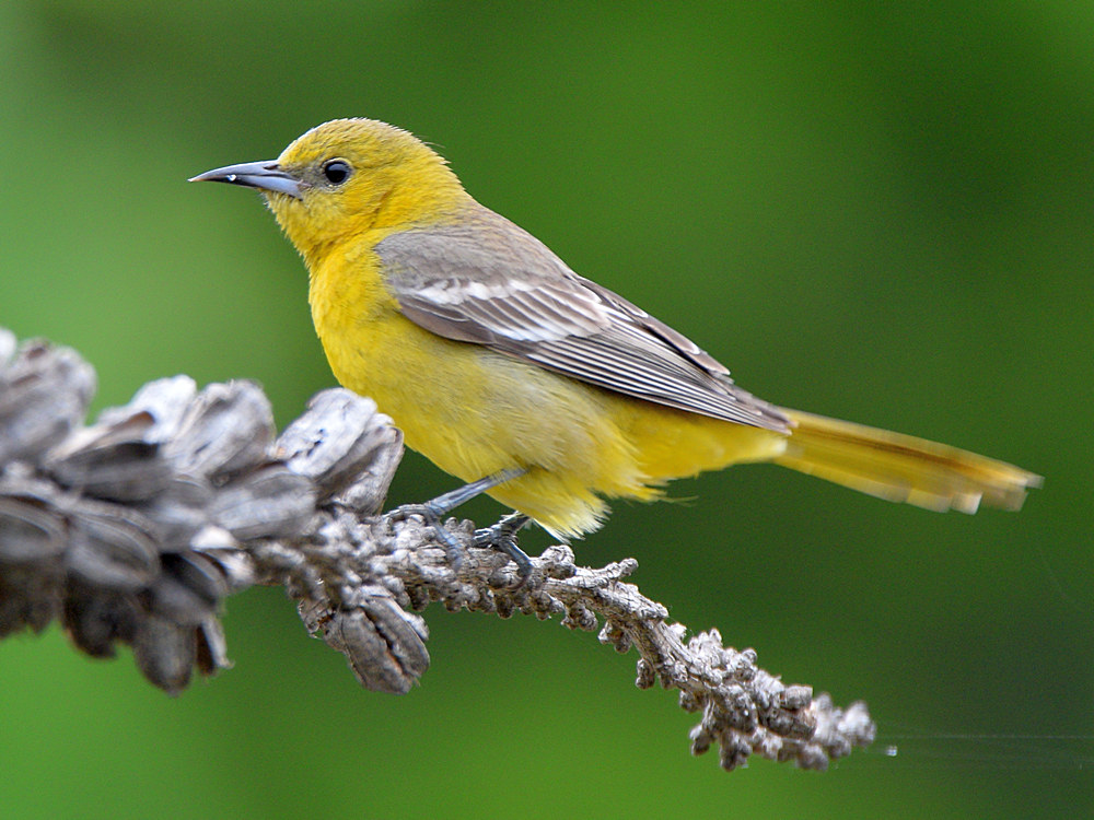 Oriole3.jpg