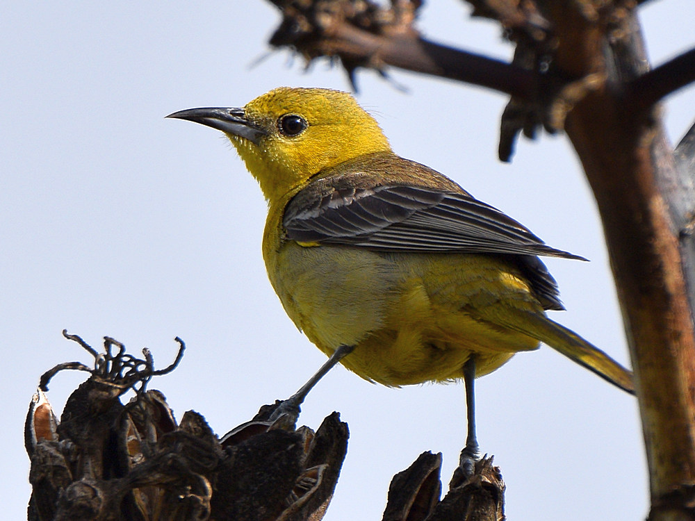 Oriole3.jpg