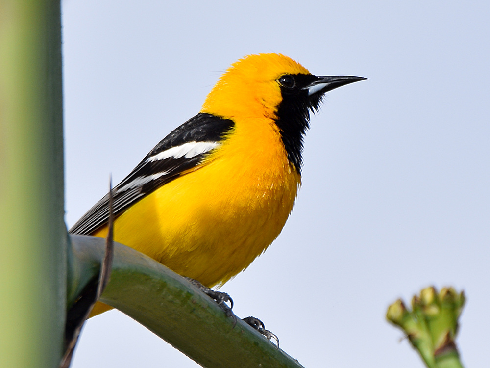 Oriole3.jpg