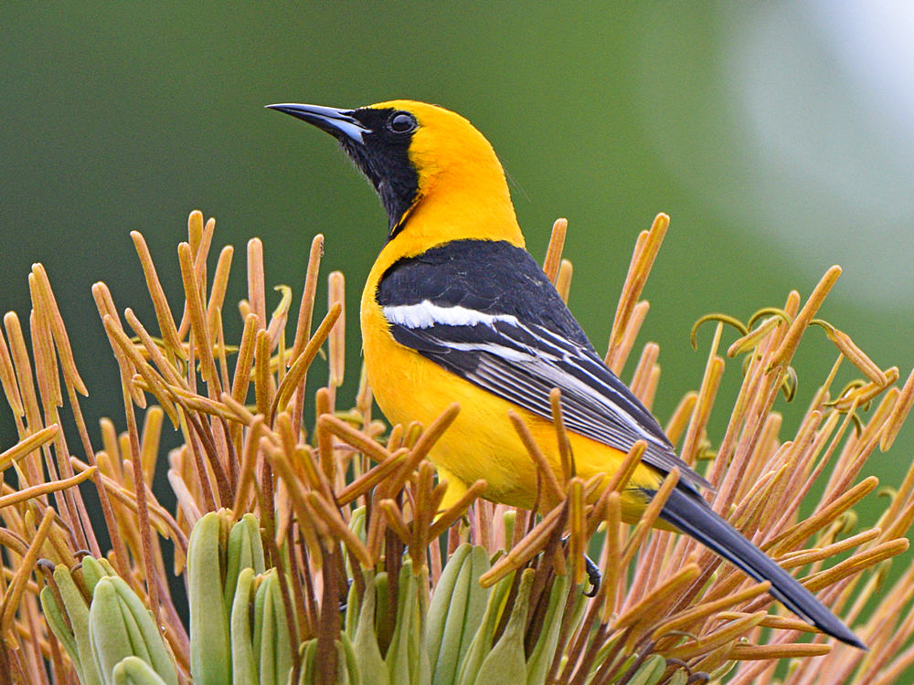 Oriole3.jpg