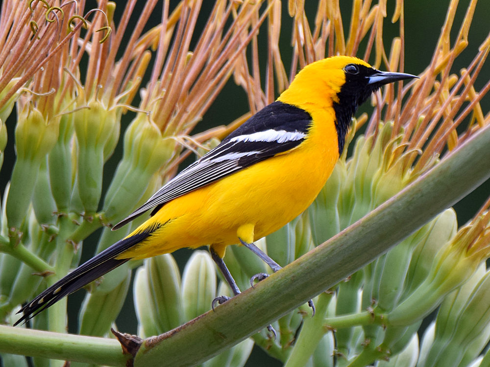 Oriole3.jpg