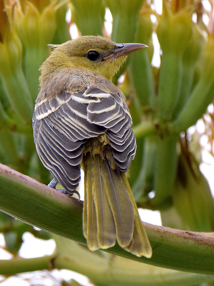 Oriole3.jpg
