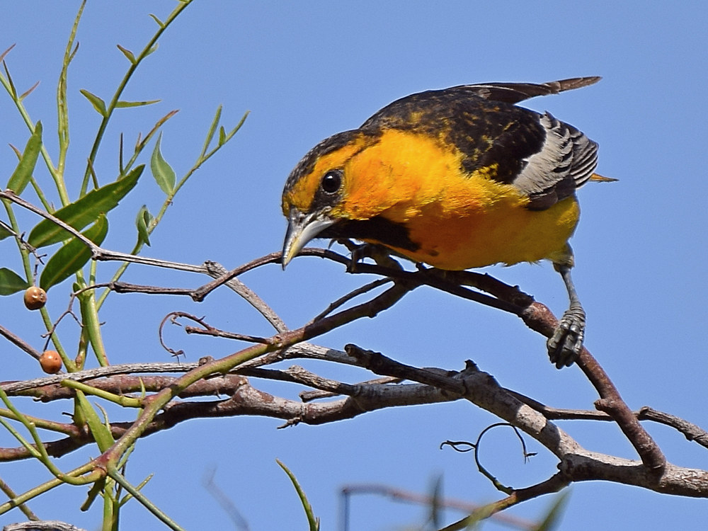 Oriole3.jpg