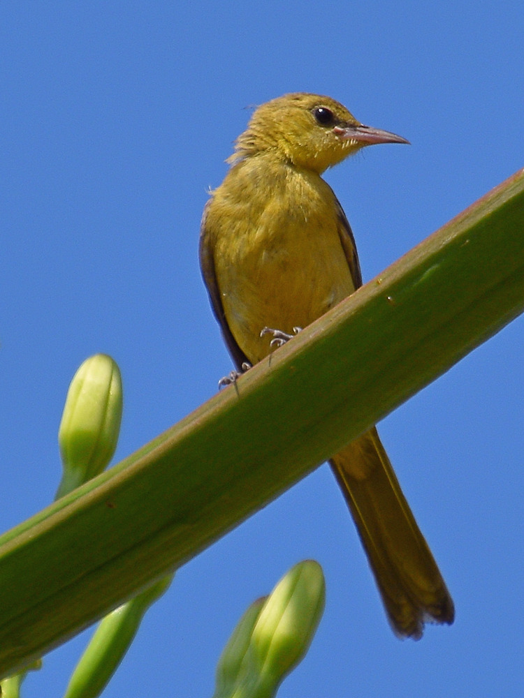 Oriole3.jpg