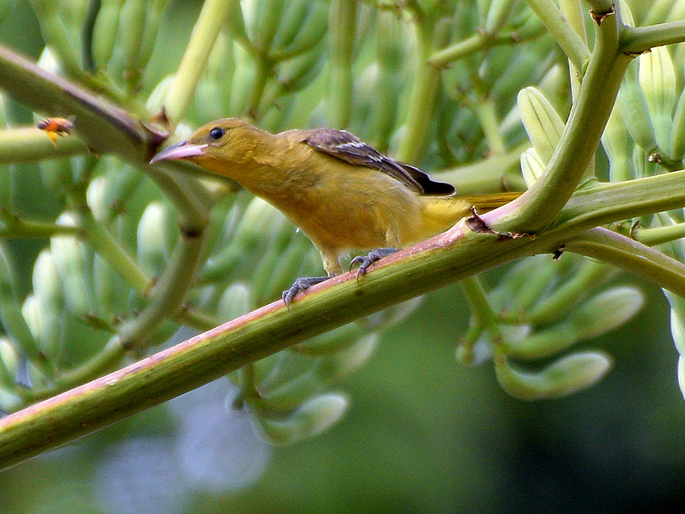 Oriole3.jpg