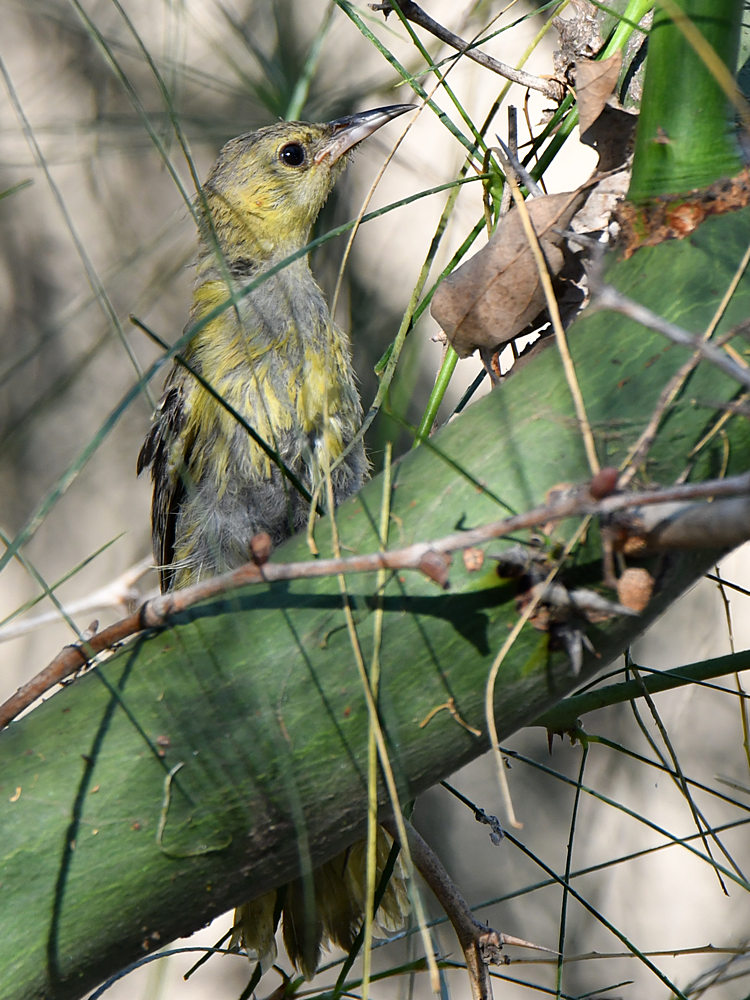 Oriole3.jpg