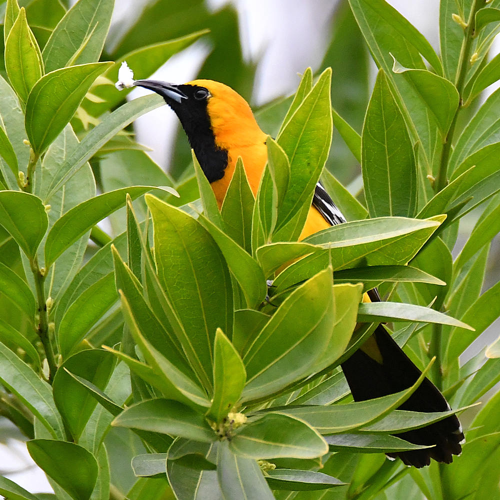 Oriole3.jpg