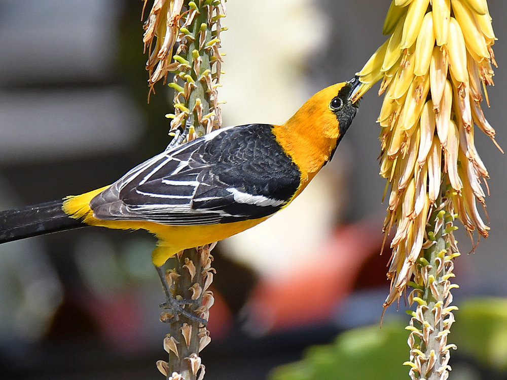 Oriole3.jpg