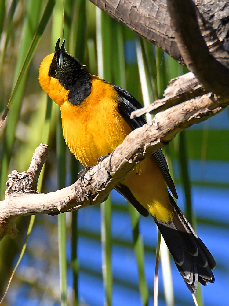 Oriole3.jpg