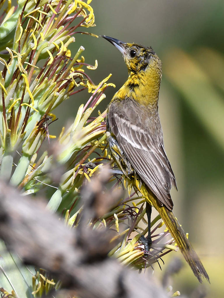 Oriole3.jpg