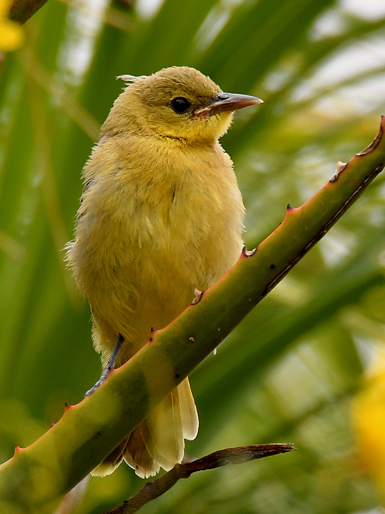 Oriole3.jpg