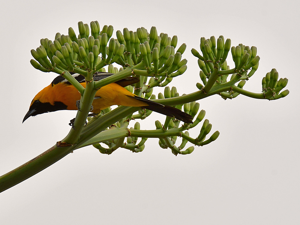 Oriole3.jpg