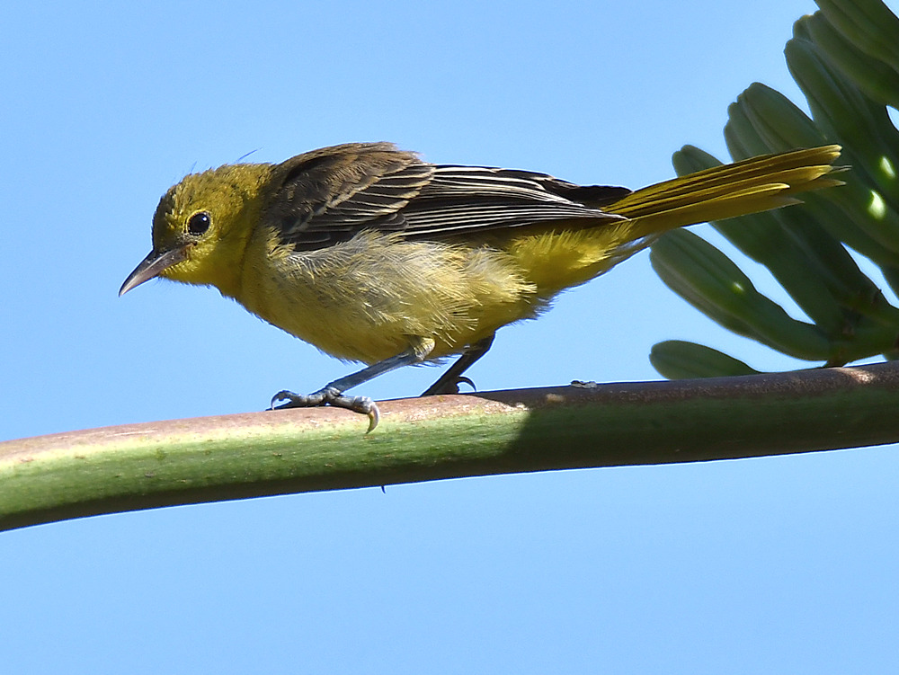 Oriole3.jpg