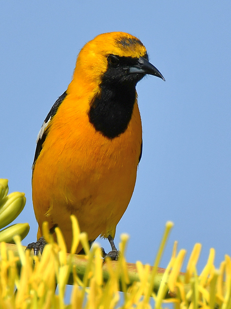 Oriole3.jpg