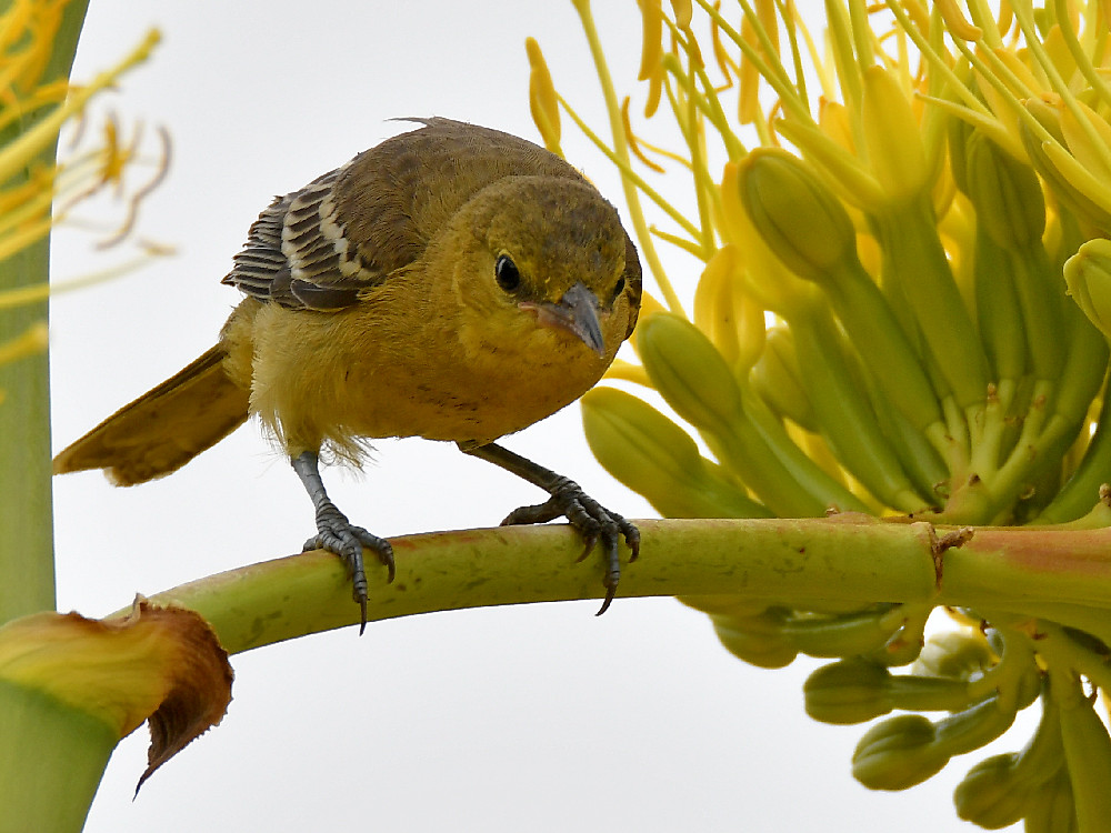 Oriole3.jpg
