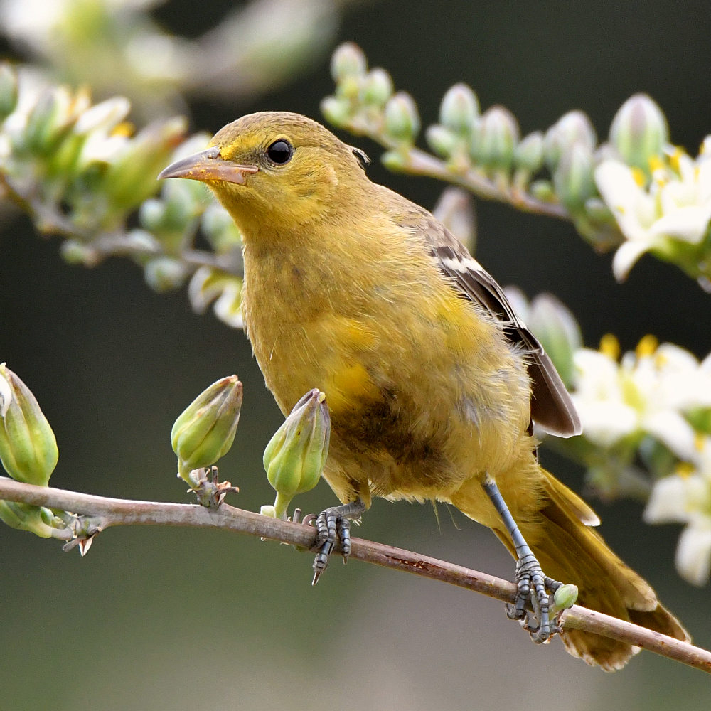 Oriole3.jpg