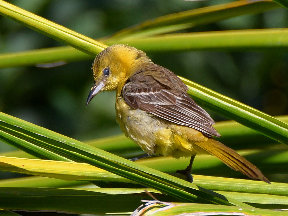 Oriole3.jpg