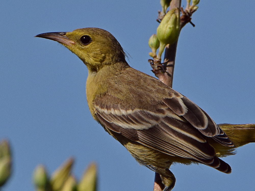 Oriole3.jpg