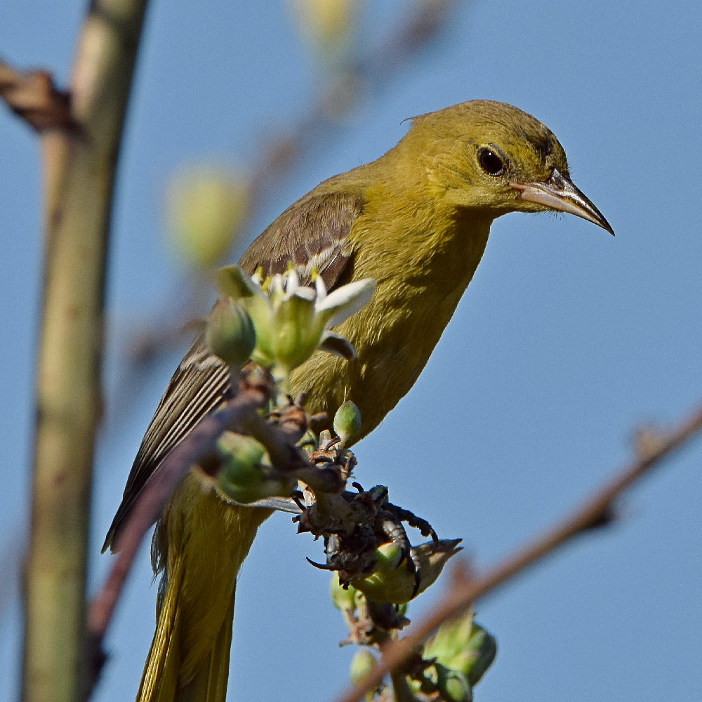 Oriole3.jpg