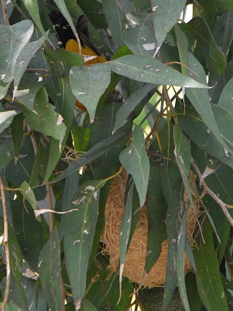 Oriole3.jpg
