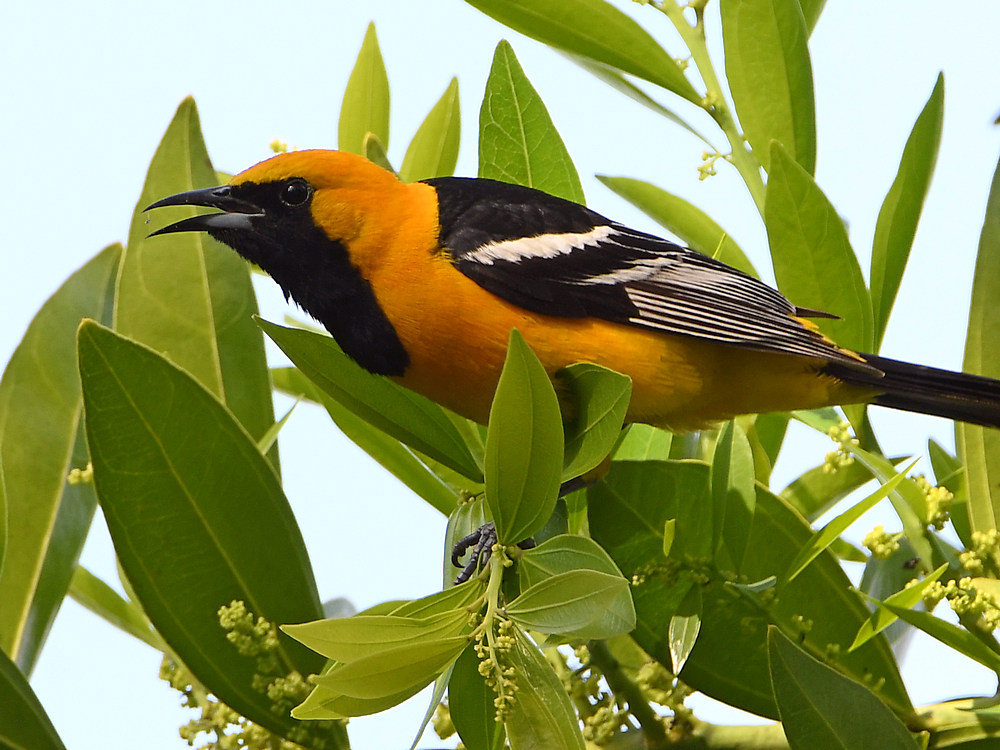 Oriole3.jpg