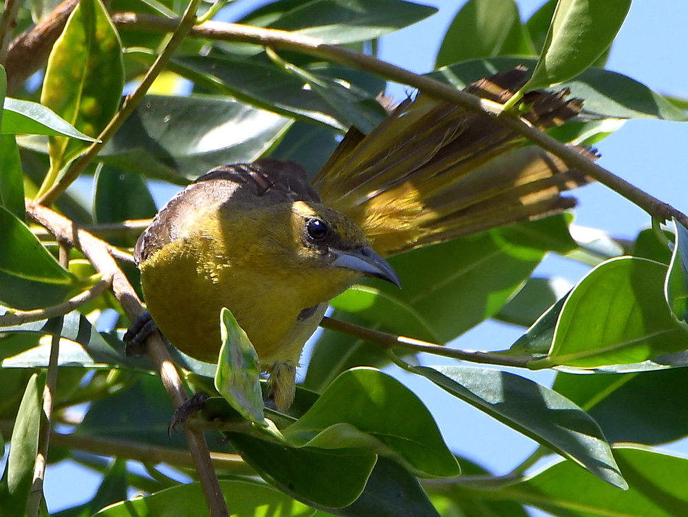Oriole3.jpg