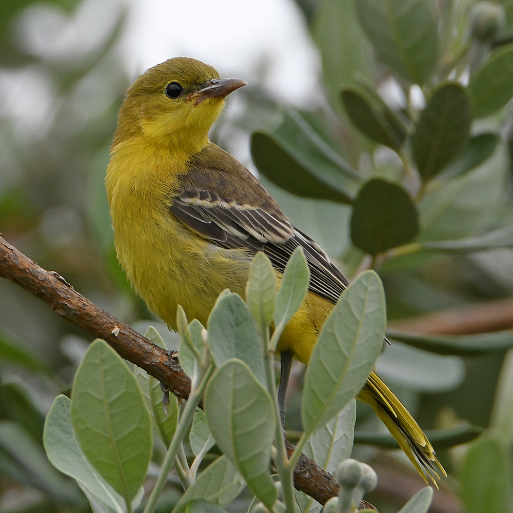 Oriole3.jpg