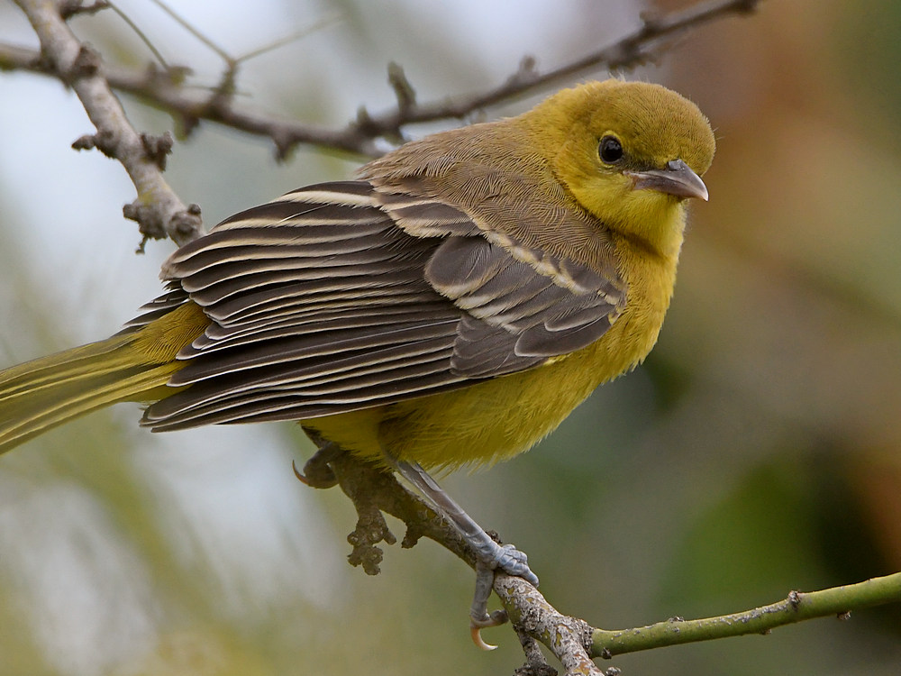 Oriole3.jpg