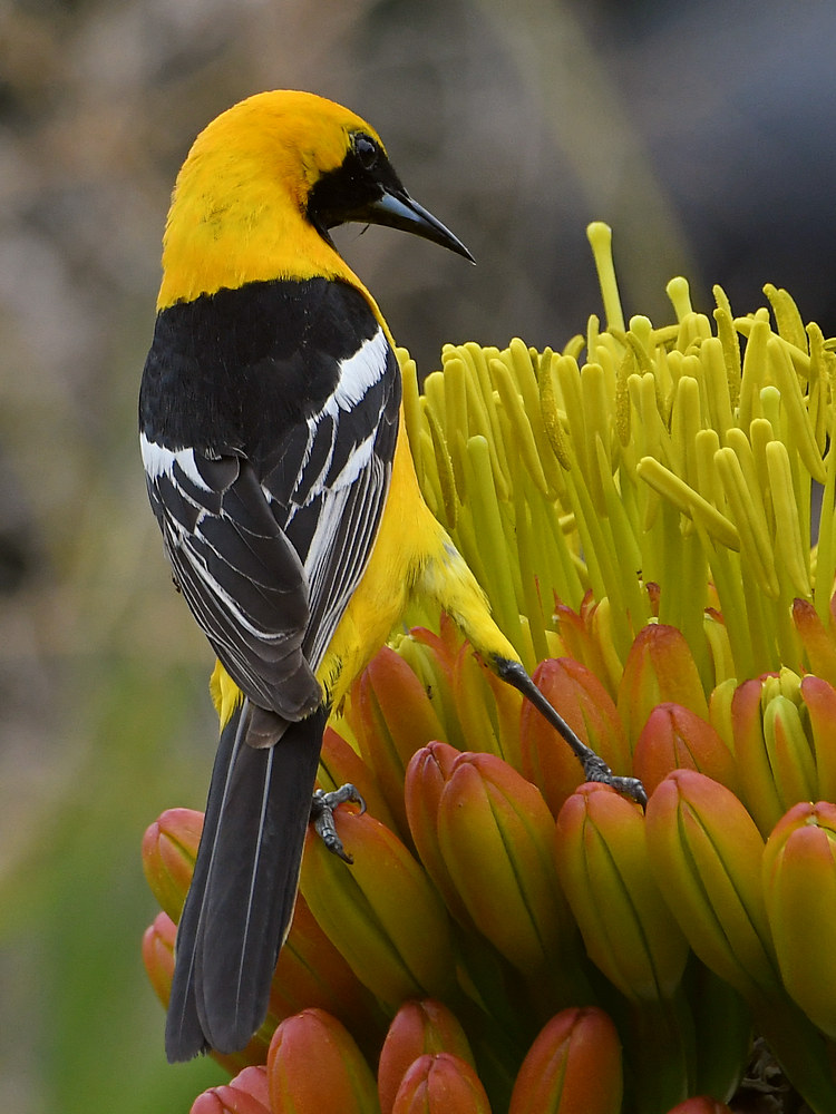 Oriole3.jpg