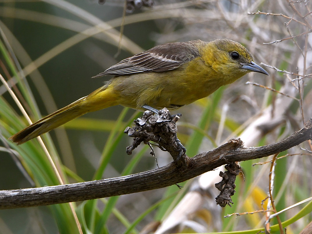 Oriole3.jpg