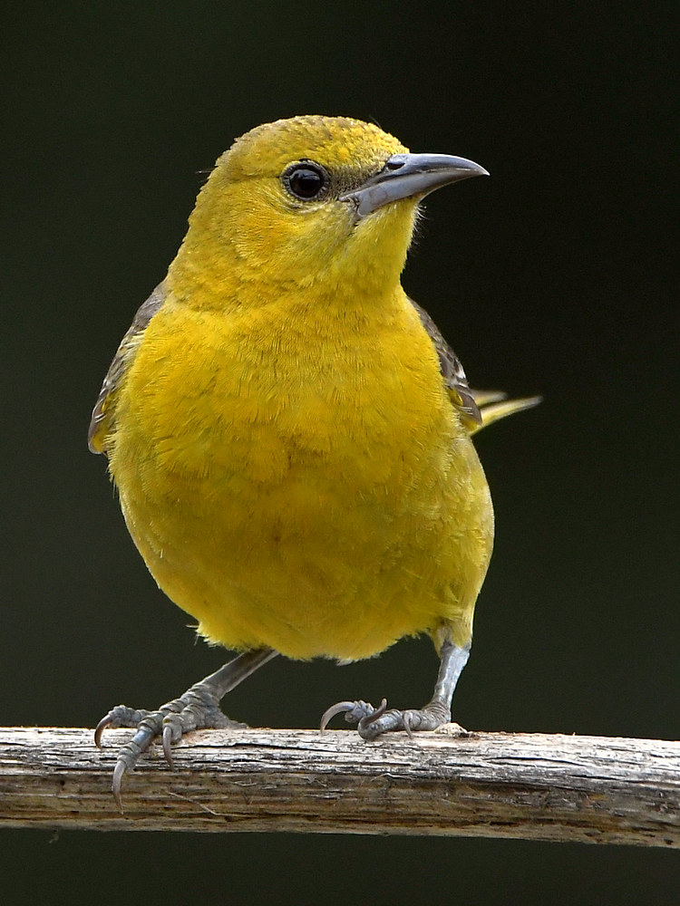 Oriole3.jpg
