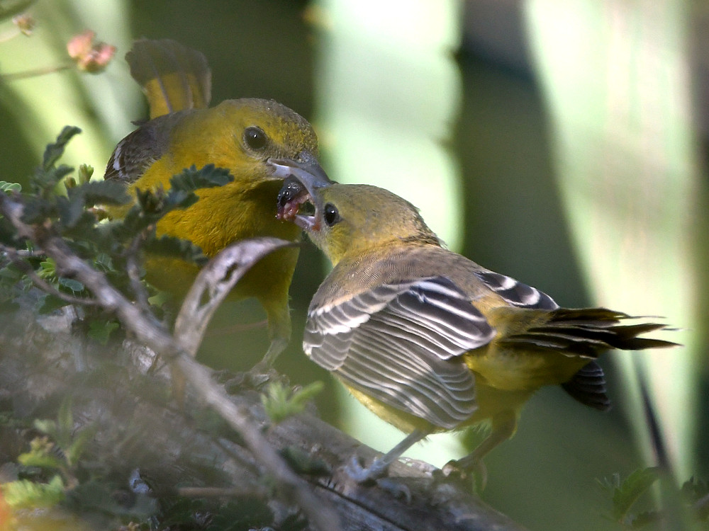 Oriole3.jpg