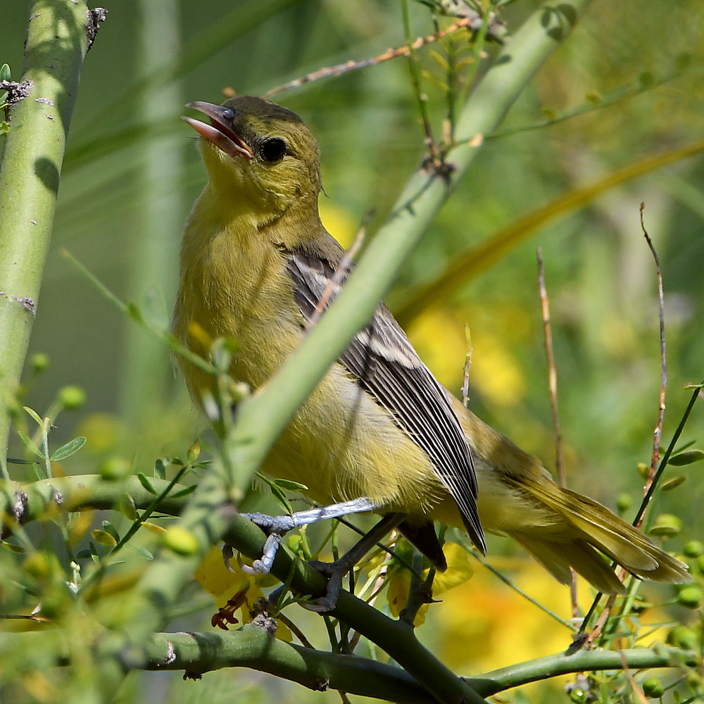 Oriole3.jpg