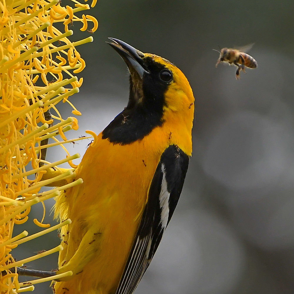 Oriole3.jpg