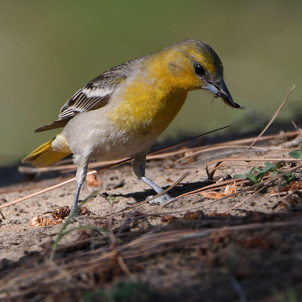 Oriole3.jpg
