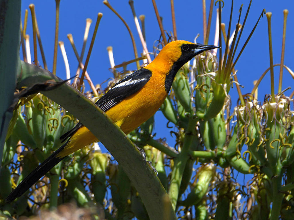 Oriole3.jpg