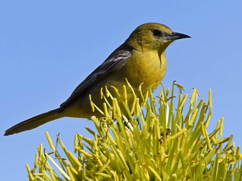 Oriole3.jpg
