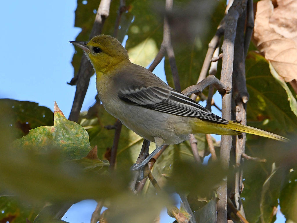 Oriole3.jpg