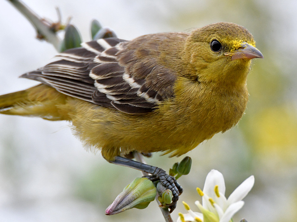 Oriole31.jpg