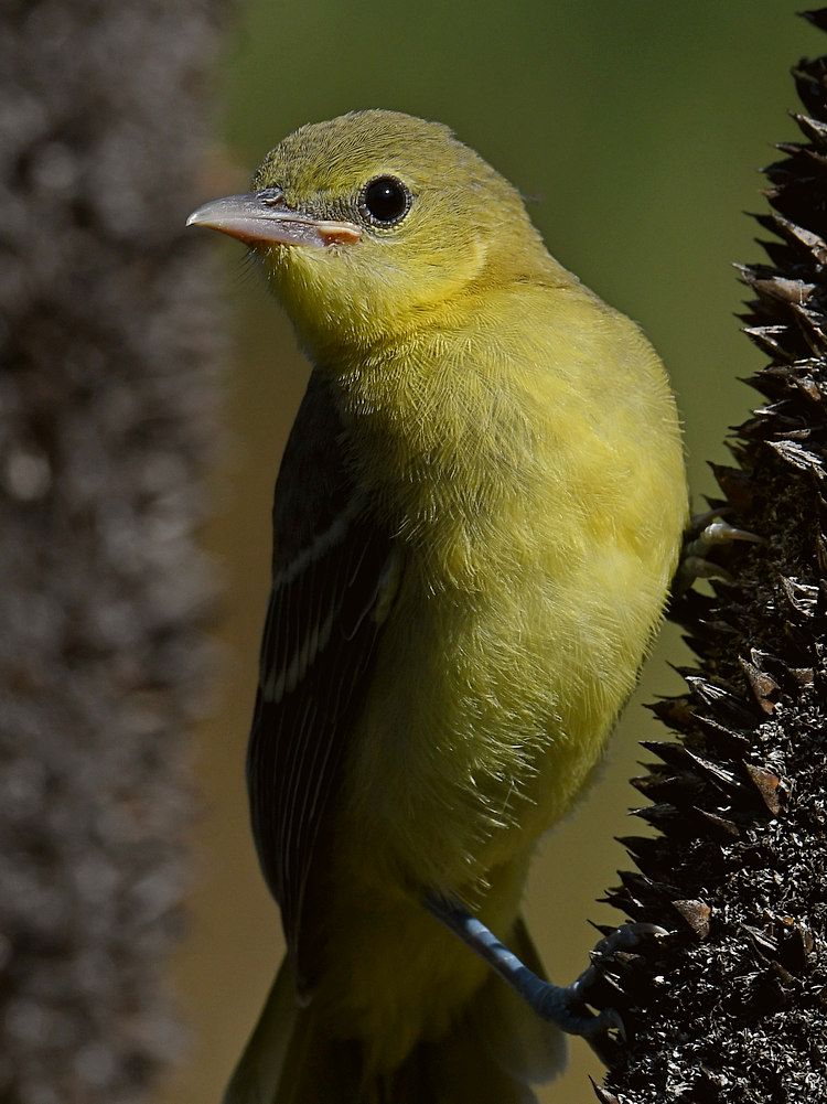 Oriole31.jpg