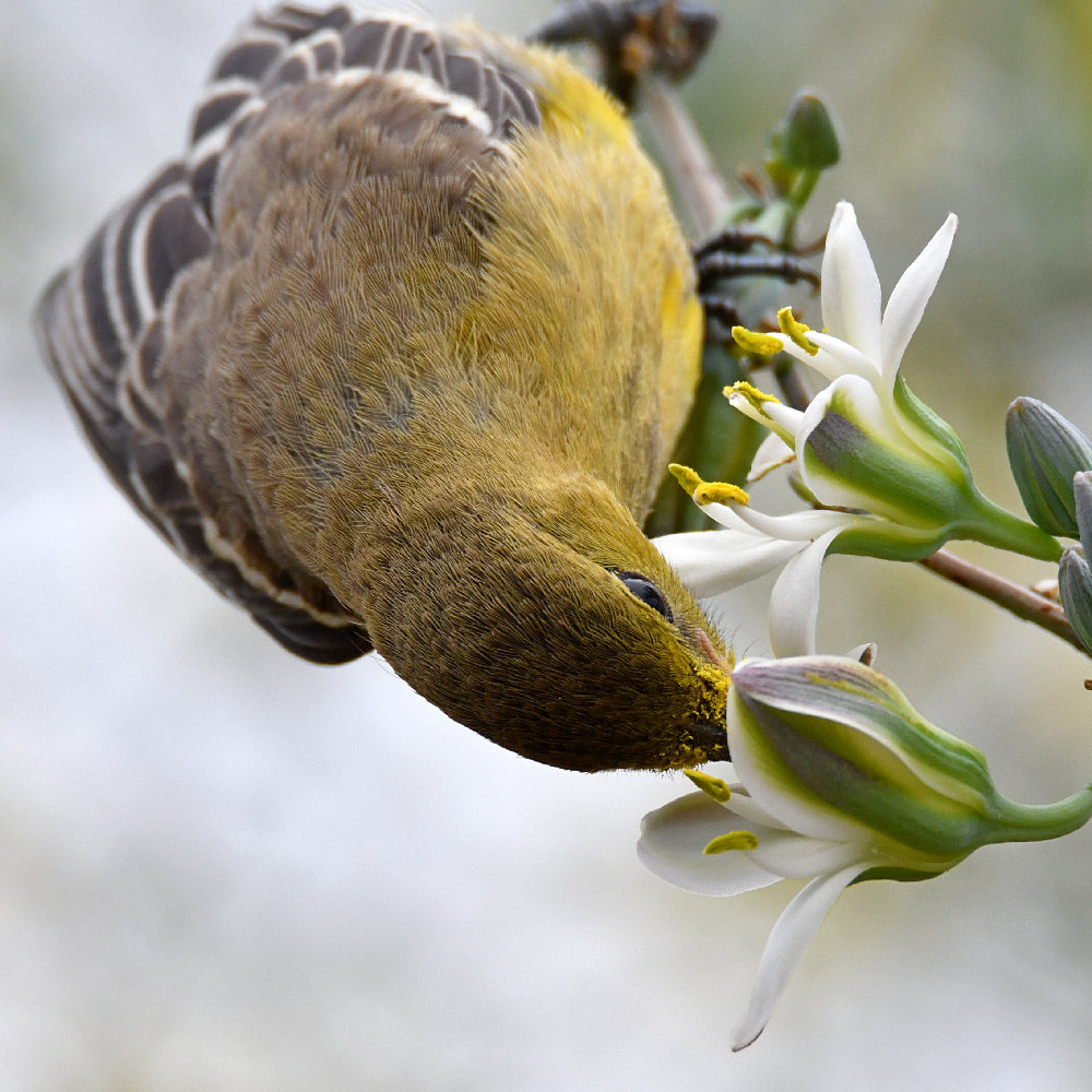 Oriole33.jpg