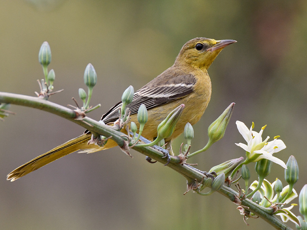 Oriole34.jpg