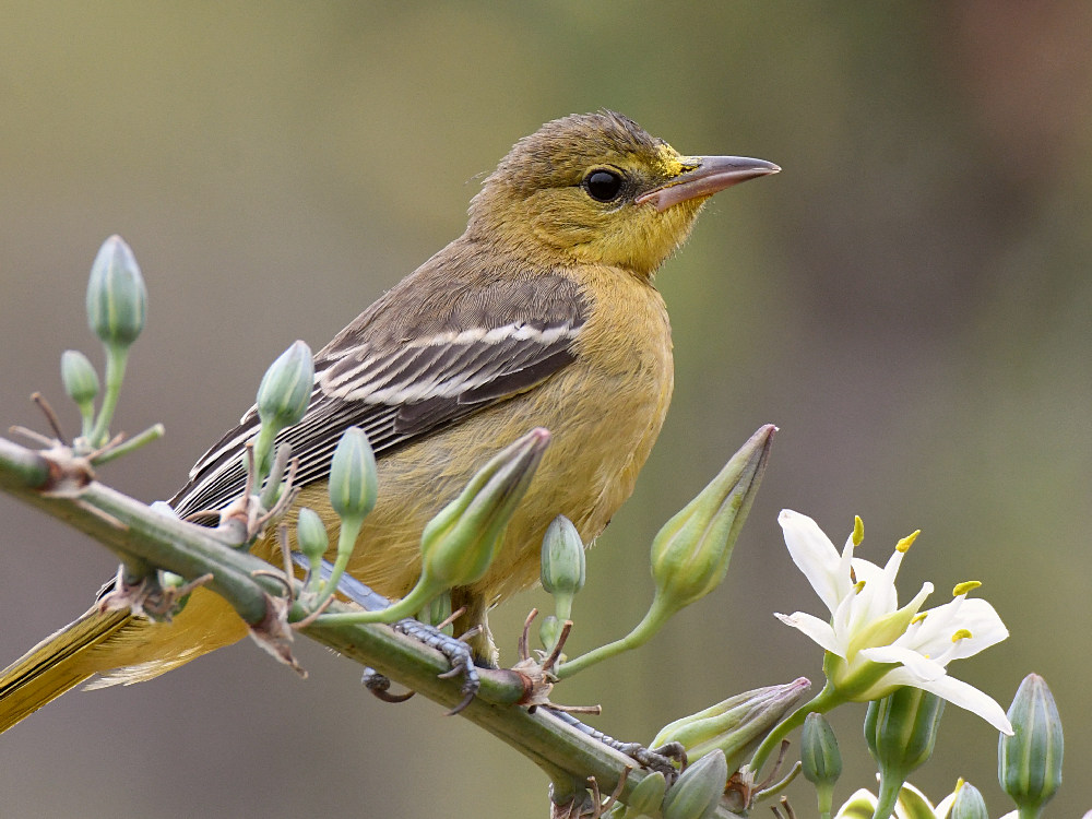 Oriole35.jpg