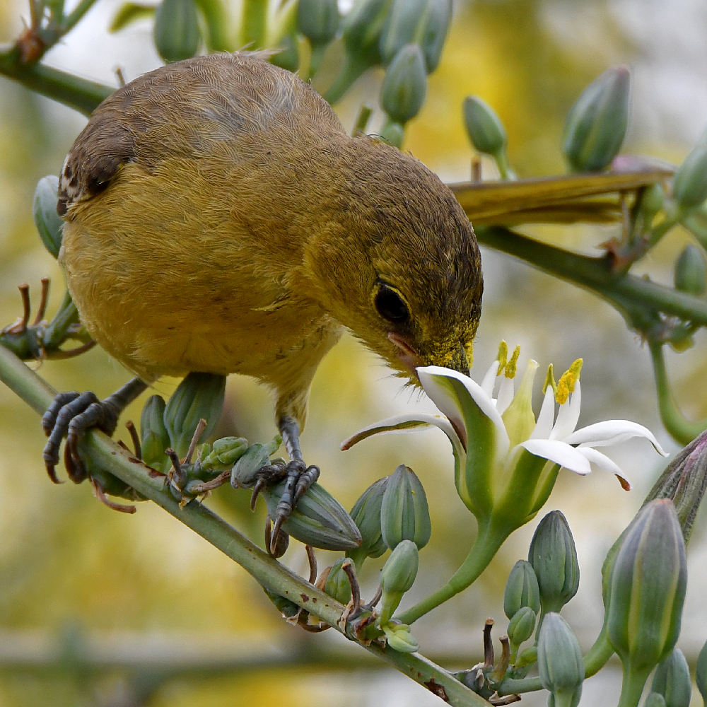 Oriole37.jpg
